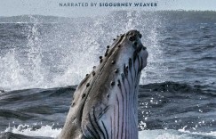 鲸鱼的秘密 Secrets of the Whales【2021】【纪录片/冒险】【全04集 】【美剧】【中英字幕】