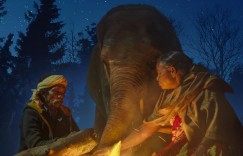 小象守护者 The Elephant Whisperers【2022】【纪录片/短片】【印度】【WEBRip】【中英字幕】
