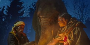 小象守护者 The Elephant Whisperers【2022】【纪录片/短片】【印度】【WEBRip】【中英字幕】