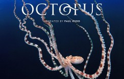 章鱼的秘密 Secrets of the Octopus【2024】【纪录片/冒险】【全03集】【美国】【中英字幕】