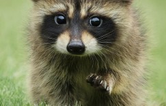 动物的秘密生活 The Secret Lives of Animals【2024】【纪录片】【全10集】【英国】【中英字幕】